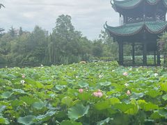 -桂湖森林公园