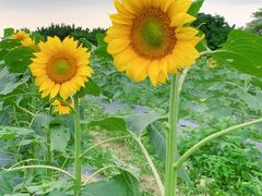 -光明小镇欢乐田园