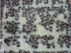 赤豆方糕-阿毛方糕(七宝镇步行街店)