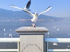 -海埂大坝