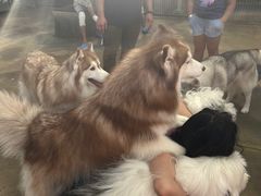 -TrueLove @ Neverland (Husky Cafe)