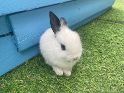 -萌宠亲子动物乐园(槐房万达店)