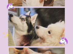 -more than meow吴止猫主题餐厅(承德 中船汇店)