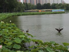 -莲花池公园