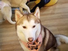 -Husky Go! 哈士奇体验馆·宠物咖啡厅狗咖
