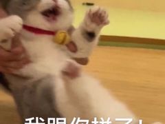 -潘国仙耳光馄饨(黄家阙路店)