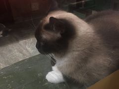 -猫咪博物馆(顶澳仔猫街店)