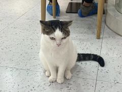 -喵园·猫主题咖啡厅·撸猫·猫咖(国贸店)