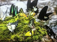 -中国科学院西双版纳热带植物园