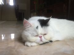 -贝贝宠物乐园(常青花园店)