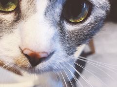 -猫儿山۰猫主题餐厅