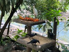 -吉隆坡雀鸟公园