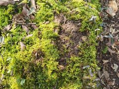 -杭州半山国家森林公园