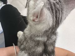-共舞时光猫咖·狗咖(新街口店)