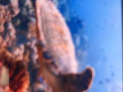 -北戴河圣蓝海洋公园