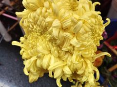 -越秀西湖花市(广州城市广场花卉店)