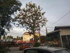 -真浪大家乐海鲜餐馆