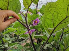 -万源龙顺度假庄园生态观光园