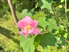 -西湖风景区-江洋畈生态公园