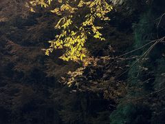 -山王坪喀斯特国家生态公园