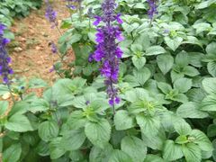 -松山湖梦幻百花洲