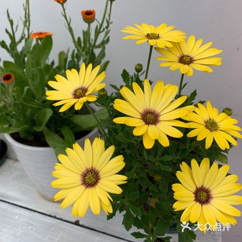 特别喜欢老板种的花,二楼有个大露台,风吹的凉凉的