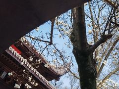 -灵谷景区
