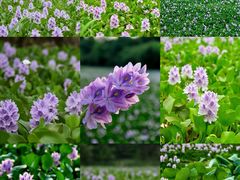 -白鹭湾湿地公园