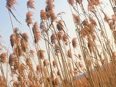 -上海吴淞炮台湾国家湿地公园