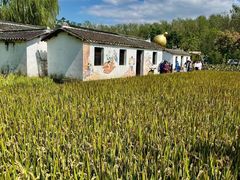 -溱湖国家湿地公园