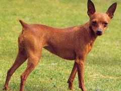 -瑞鹏宠物医院·爱宠堂·骨外专科(西荷分院)