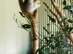 -费瑟代尔野生动物园