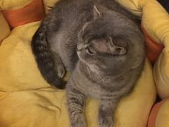 -猫色咖啡·猫咖