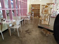 大堂-喵匠猫主题咖啡(凯德和平广场店)