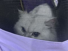 -四月宠物医院·猫专科·心脏专科·内科(转塘店)