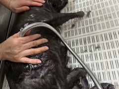 -北京观赏动物医院·24小时大型综合·猫专科·异宠专科