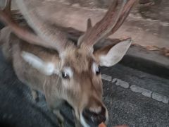 -清迈夜间动物园