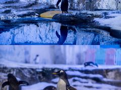 -海合安青岛极地海洋公园