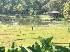 -四季酒店下午茶