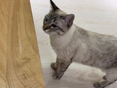 -猫和宫(六道口店)
