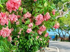-三亚蜈支洲岛旅游区