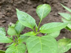 -宜昌富力皇冠假日酒店·咖啡1号西餐厅