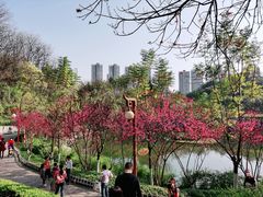 -重庆彩云湖湿地公园