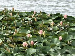 -春花秋色城市公园