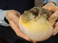-肆月河豚·新淮扬(金融街店)