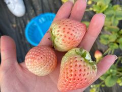 -田趣农庄草莓采摘园