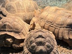 -上海大自然野生昆虫馆(东方明珠·爬宠昆虫探索中心)