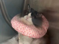 -申普宠物医院·心脏介入·心血管微创(总院)