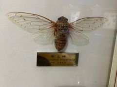 -上海昆虫博物馆