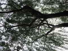 -金鸡湖桃花岛